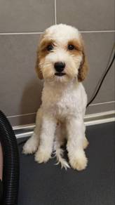 Poodle × Shih Tzu Mix