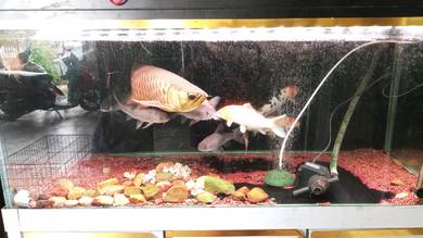 Ikan dan akuarium 
