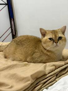 cat bsh