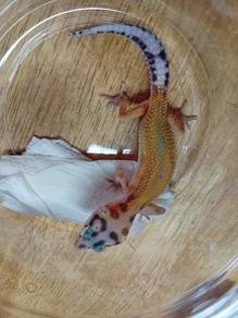 Leopard Gecko 