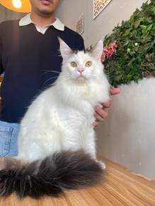 mainecoon maine coon mco longhair male kitten cat