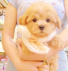 Maltipoo