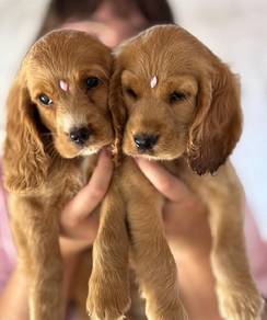 cocker spaniel h
