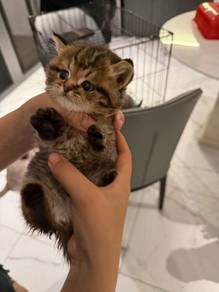 Bsh Kittens
