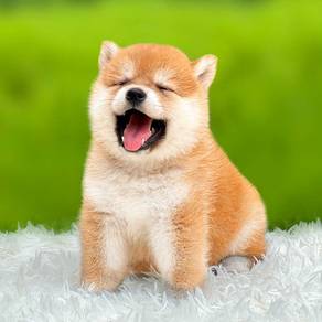 Shiba inu