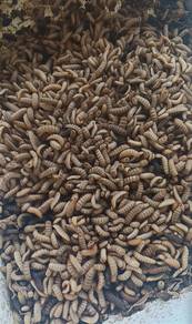 Bsf Larva ( Ulat Maggot Hidup) 100g