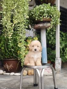 Pure Breed Toy Poodle (Male) 