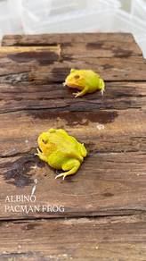 albino katak pacman frog