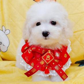 Maltese