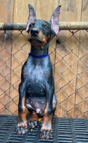 DOBERMAN PUPPIES 🐻 H179 Male Available