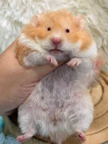 Hamster syrian big bone