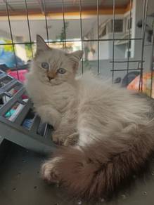 Birman-Himalayan Mix