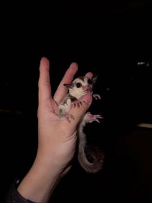 Sugar Glider white face special