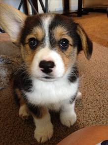 Adored Corgi Cute Fluffy Butt Puppy Puppy