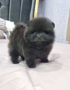 POMERANIAN PUPPIES P130 available cute cute