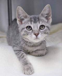 Tabby Kitten