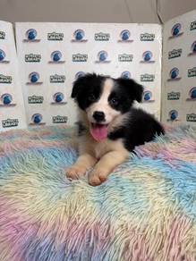 Border collie puppy