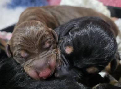 European Doberman puppies