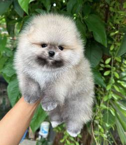 POMERANIAN PUPPIES A211🌻 Pretty Fluffy Girl