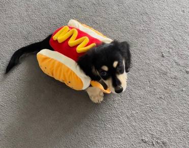 Dachshund