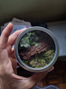Mini terrarium for sale