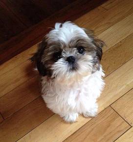 F5756 Smol Shih Tzu Cute Long Hair Puppy Dog