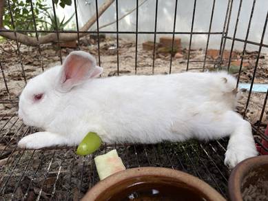 Rabbit