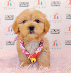 Maltipoo