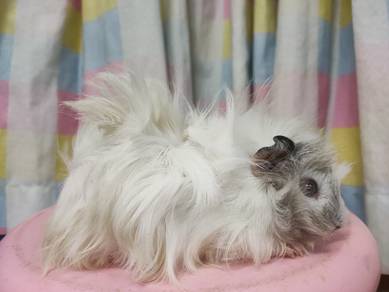 Guinea Pig Tikus Belanda