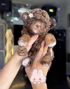 POODLE PUPPIES I176🌻 Tiny-Tea cup Import