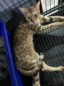 bengal cat