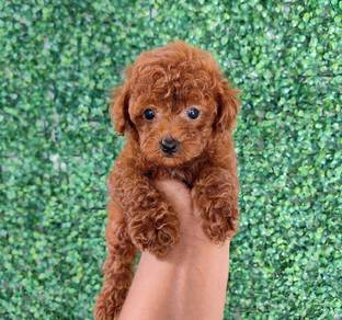 poodle puppy7