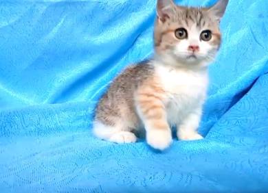 munchkin