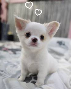 CHIHUAHUA PUPPIES 221 🌷Head Apple Cute Dog