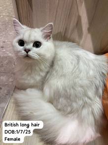 British Long Hair Untuk Dijual !!