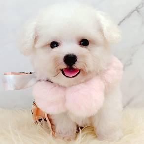 Bichon