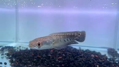 Ikan Channa Fish Yellow Sentarum 5.5 inch (YS4-1)