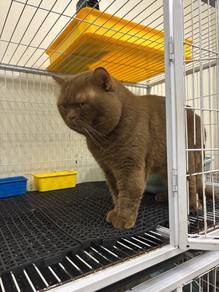 bsh mating (cinnamon)