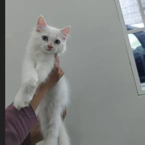 Ragdoll Cream Point