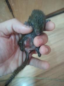 tupai kelapa jinak/ squirrel 