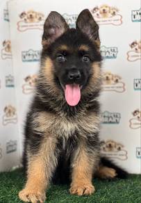 German Shepherd