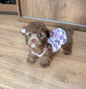 POODLE PUPPIES s137🌻 REHOME Male ~ Female