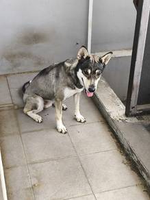 husky German shepherd mixed