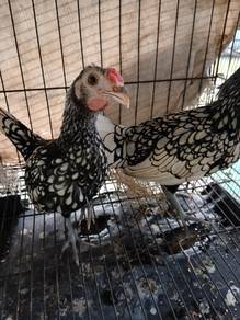 ayam sebright Bantam 