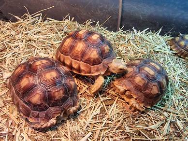 Sulcata