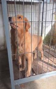 Adult Golden Retriever