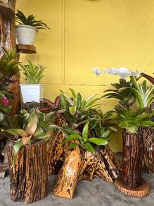 pokok brom 