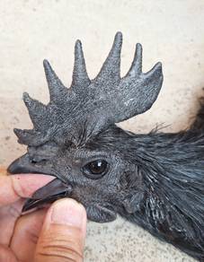 cemani gred a