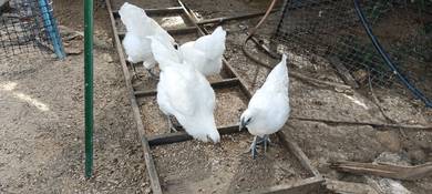 Ayam Selasih Putih 
