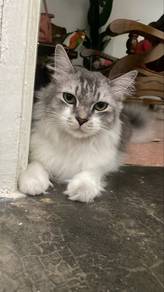 Grey Boy Maine Coon Mix 5 Tahun (Sudah Neutered)
